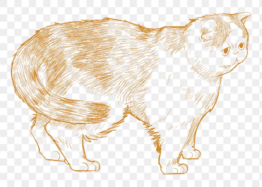  Png cute cat sketch illustration, transparent background