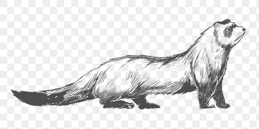  Png cute ferret sketch illustration, transparent background