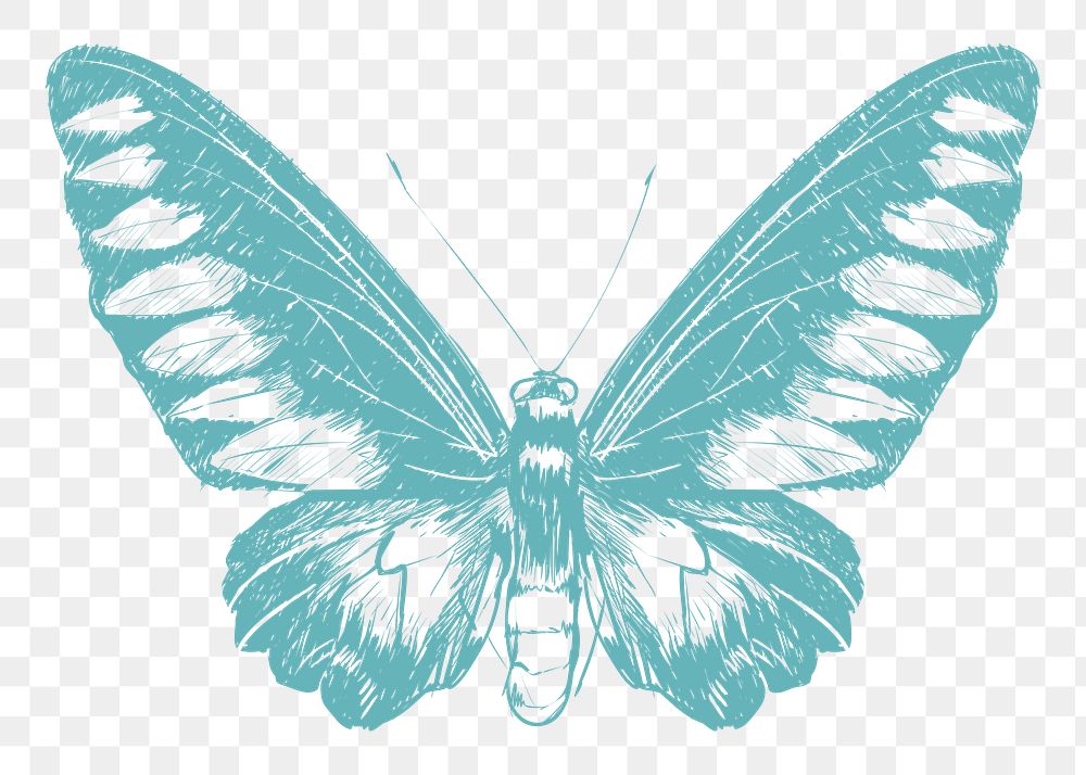 Png beautiful butterfly sketch illustration, transparent background