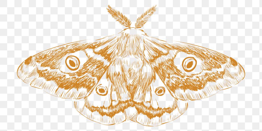  Png butterfly sketch illustration, transparent background