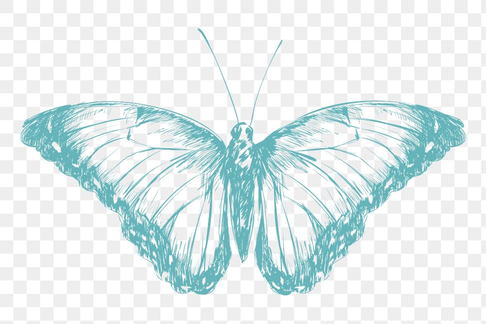  Png butterfly sketch illustration, transparent background