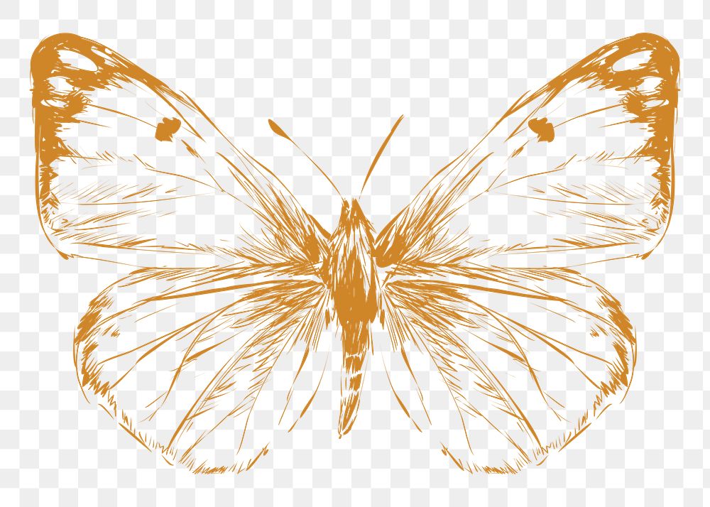  Png butterfly sketch illustration, transparent background