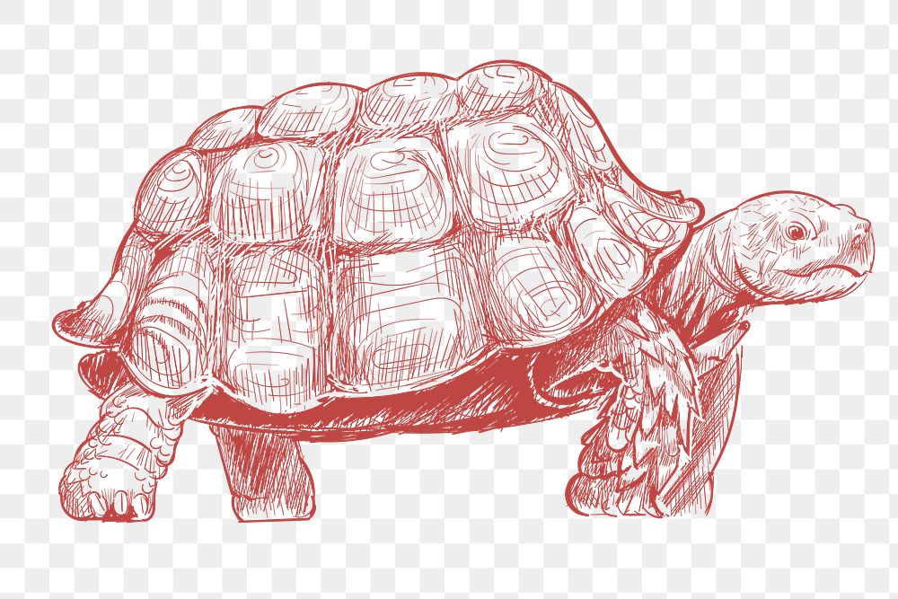  Png red turtle sketch illustration, transparent background