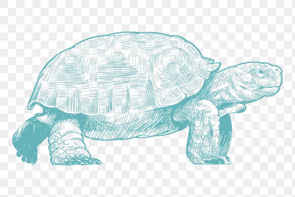  Png blue turtle sketch illustration, transparent background