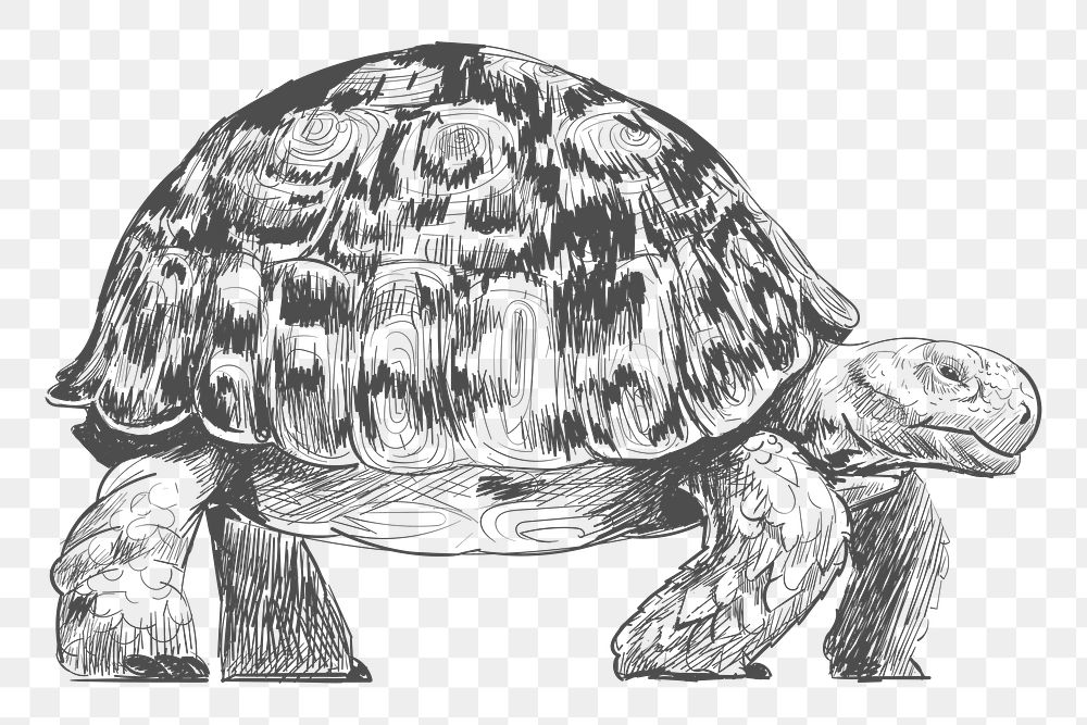  Png walking turtle sketch illustration, transparent background
