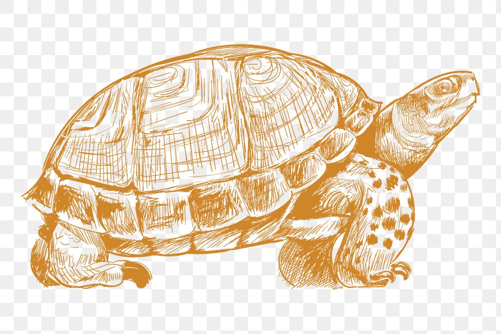 Png turtle sketch illustration, transparent background