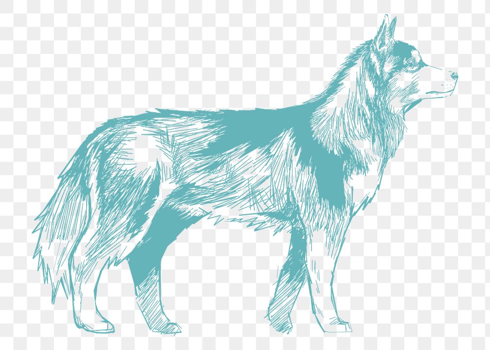  Png siberian husky dog sketch illustration, transparent background