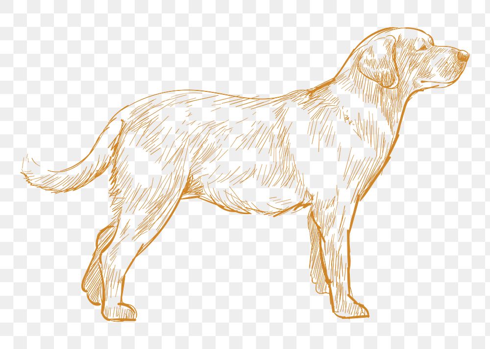  Png labrador dog sketch illustration, transparent background