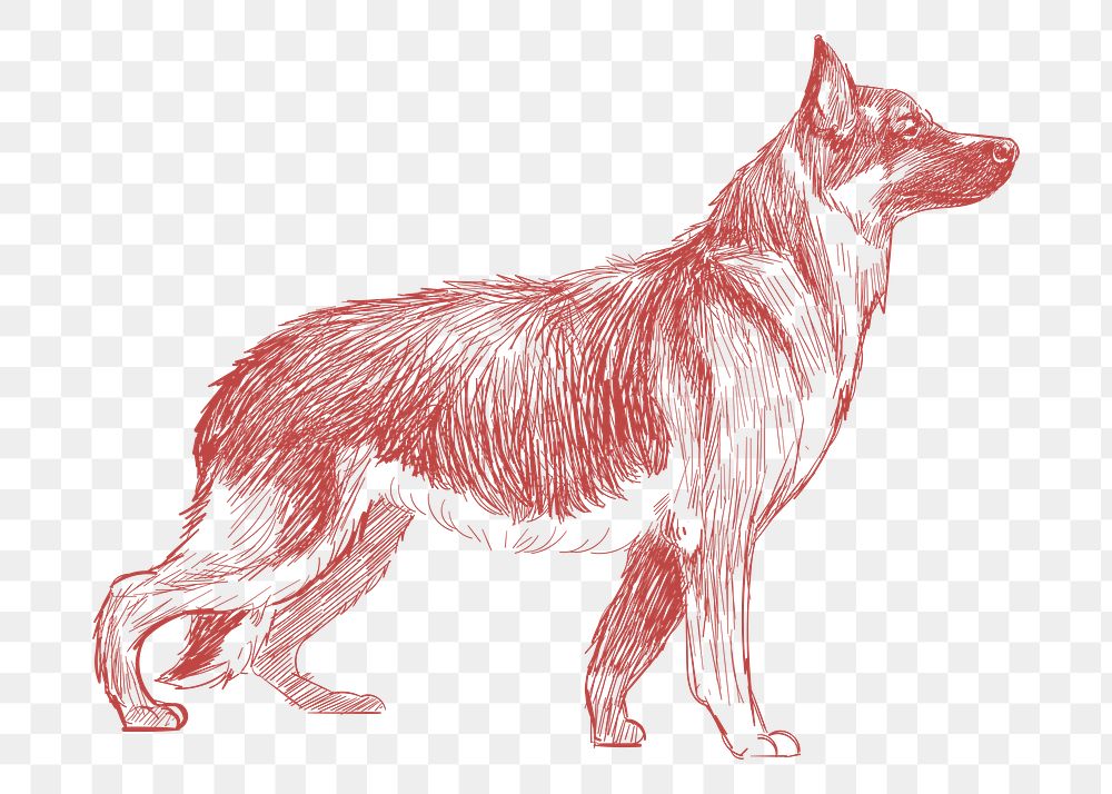  Png german shepherd dog sketch illustration, transparent background