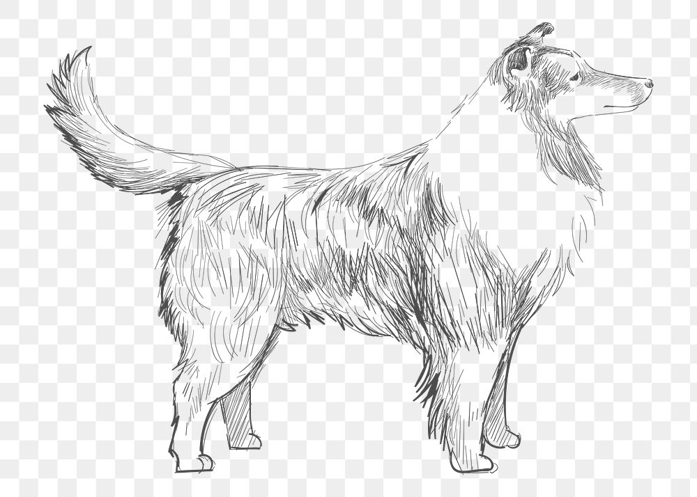  Png shetland sheepdog sketch illustration, transparent background