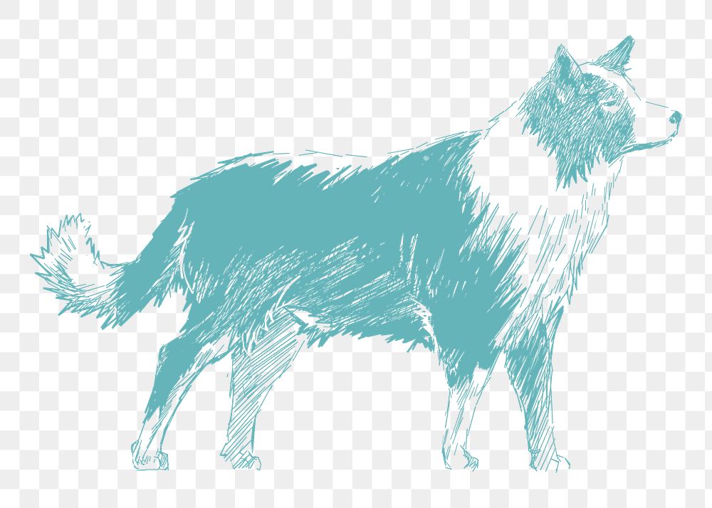  Png boder collie dog sketch illustration, transparent background