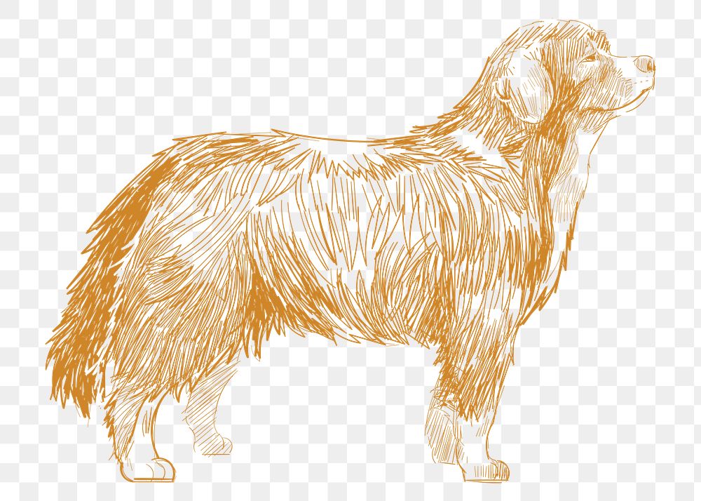  Png bernese mountain dog sketch illustration, transparent background