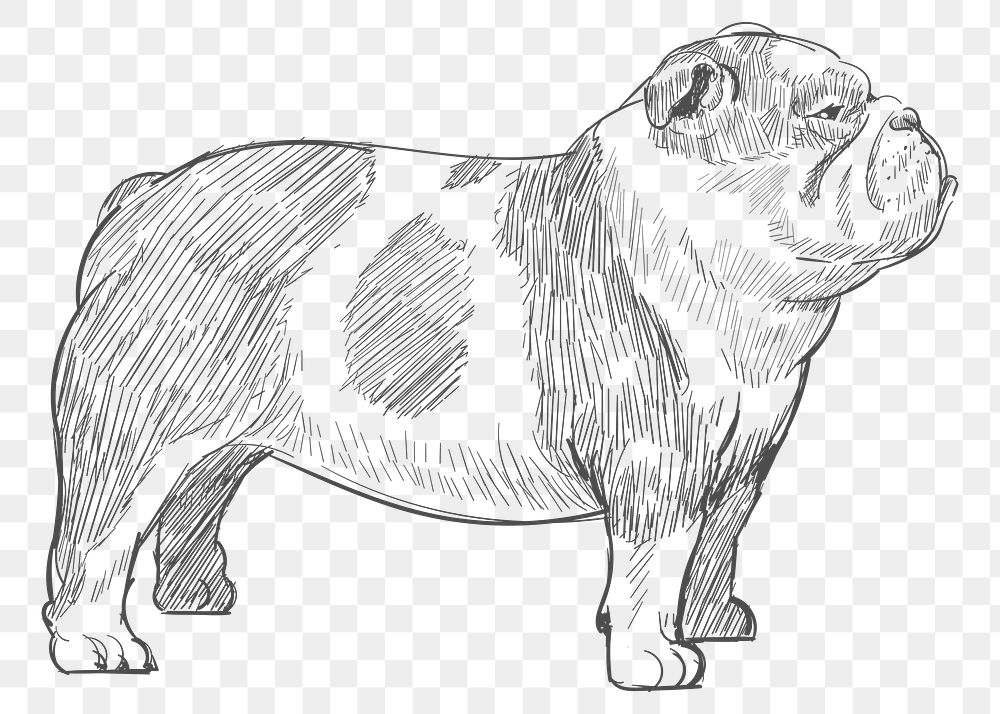  Png bulldog sketch illustration, transparent background