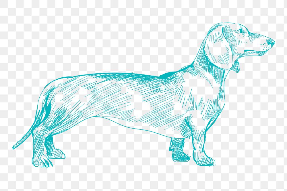 Png dachshud dog sketch illustration, transparent background