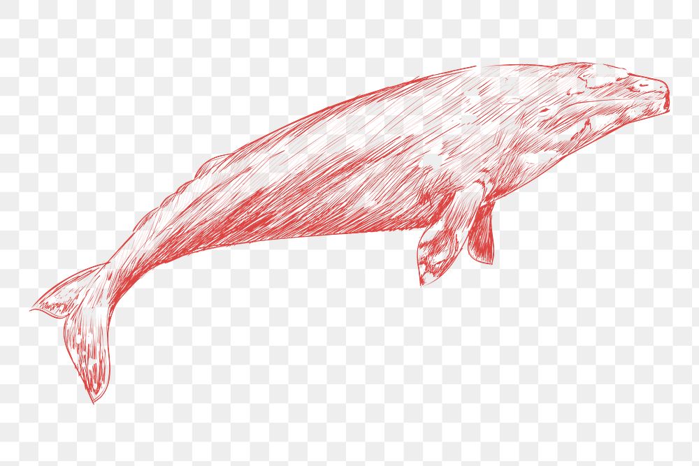 Png whale sketch illustration, transparent background