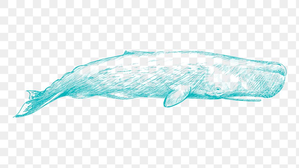 Png blue whale sketch illustration, transparent background