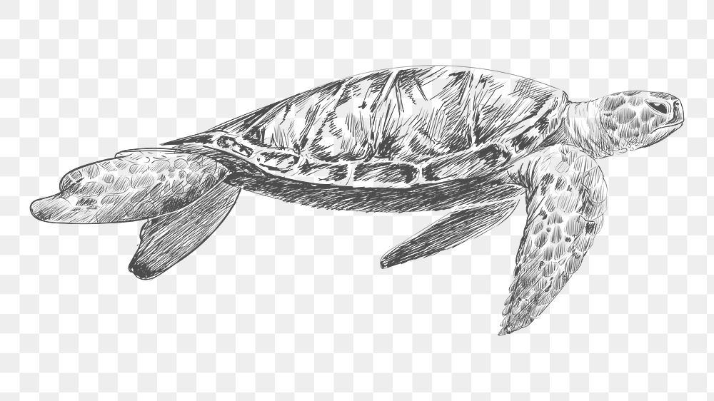 Png turtle swimming sketch illustration, transparent background