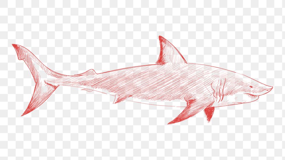 Png red shark sketch illustration, transparent background