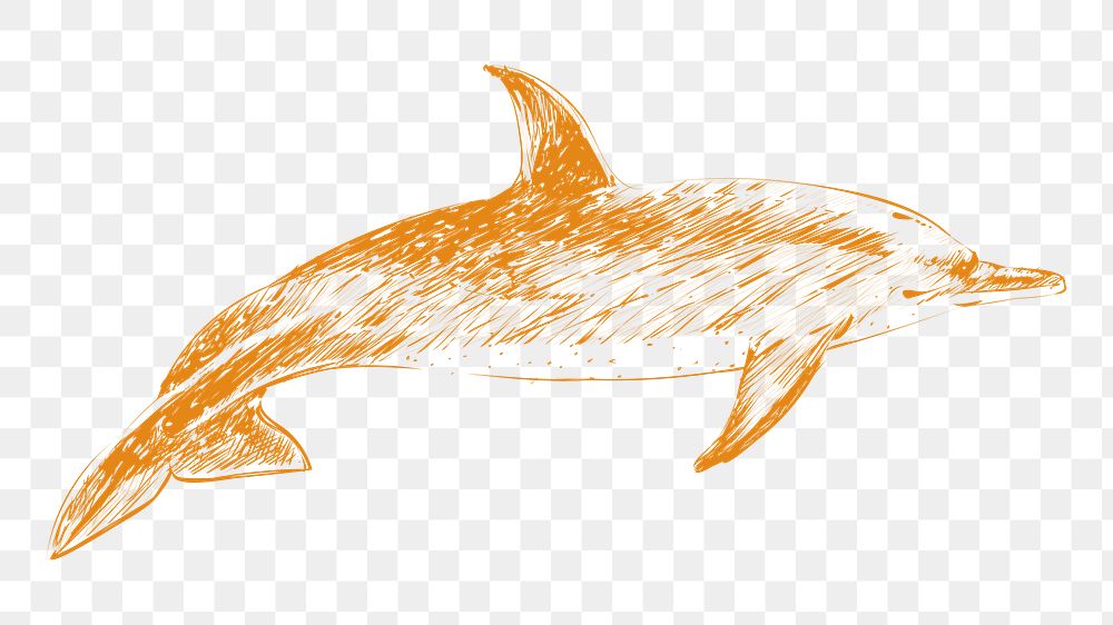 Png spinner dolphin sketch illustration, transparent background