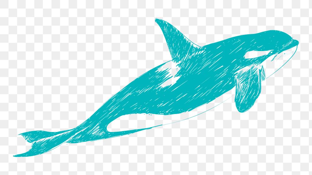 Png killer whale sketch illustration, transparent background