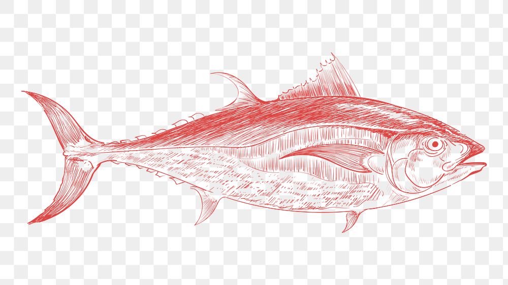 Png tuna fish sketch illustration, transparent background