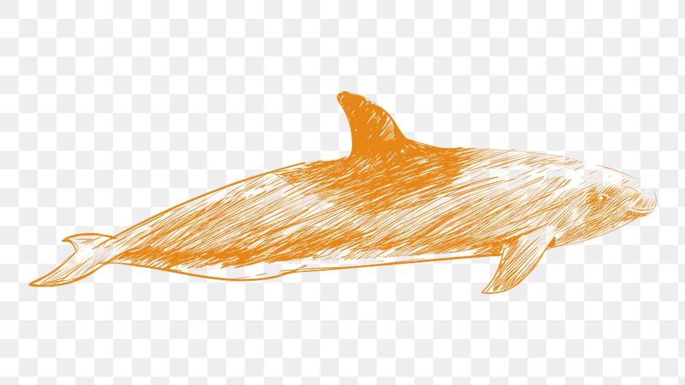 Png melon headed whale sketch illustration, transparent background