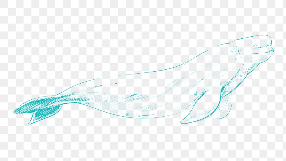 Png beluga whale sketch illustration, transparent background