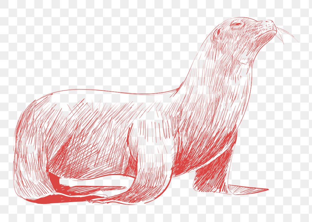 Png sea lion sketch illustration, transparent background