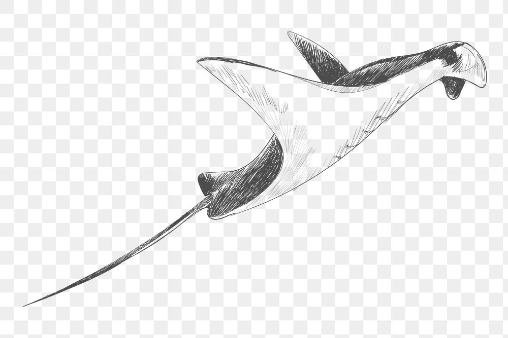 Png stingray sketch illustration, transparent background