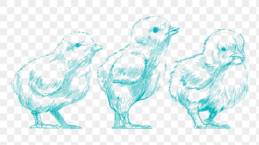 Png baby chicks sketch illustration, transparent background