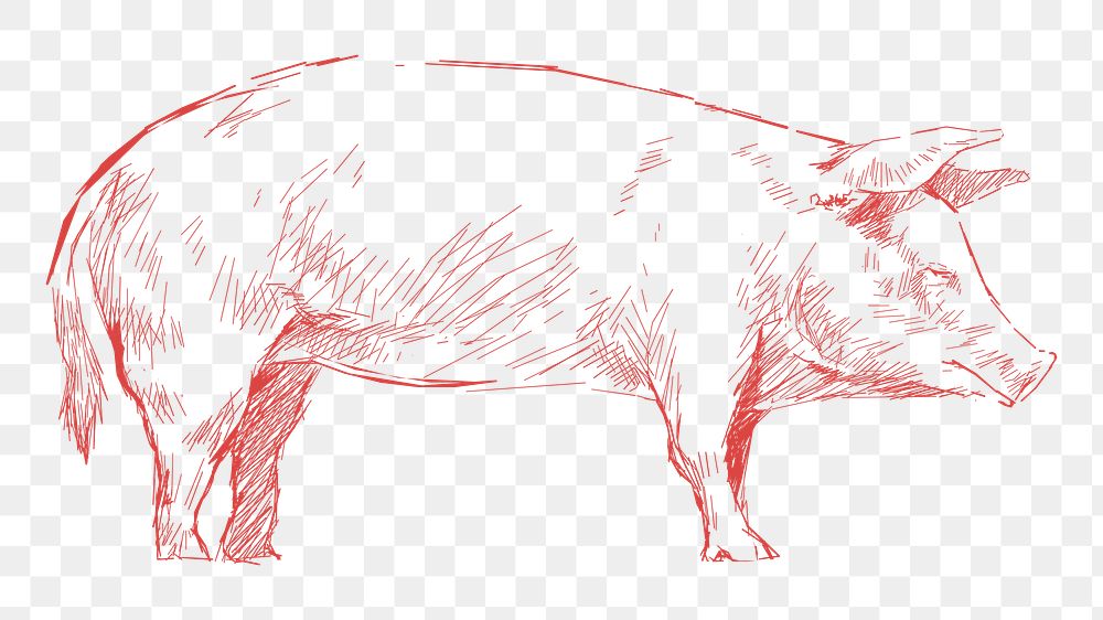 Png red pig sketch illustration, transparent background
