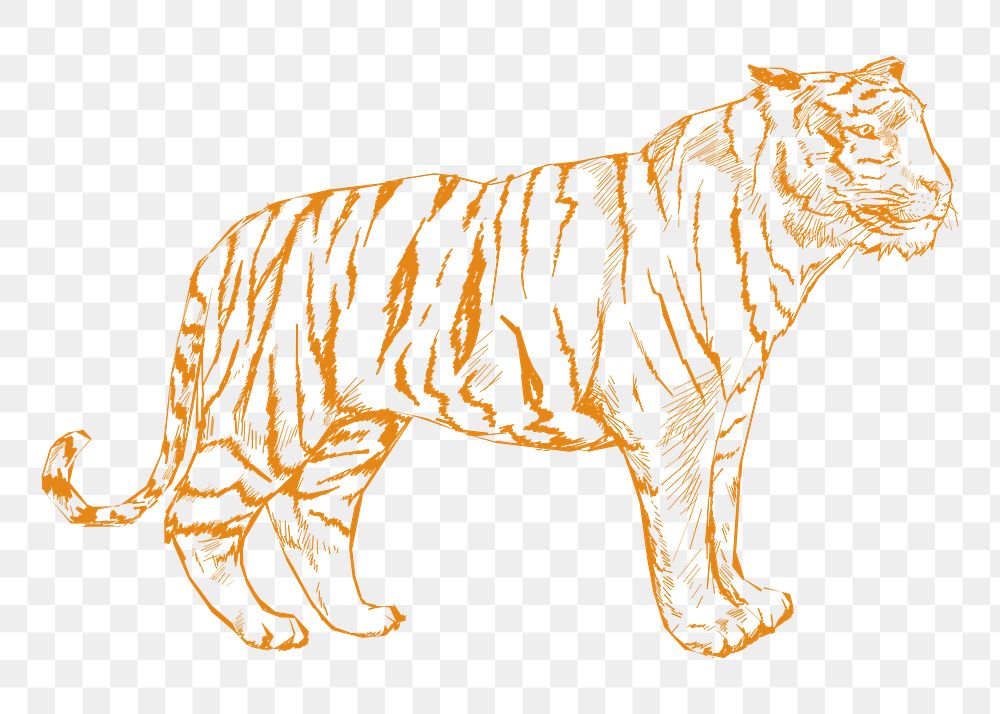 Png yellow tiger sketch illustration, transparent background