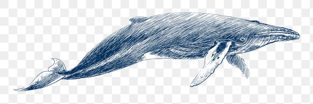  Png humpback whale design element, transparent background
