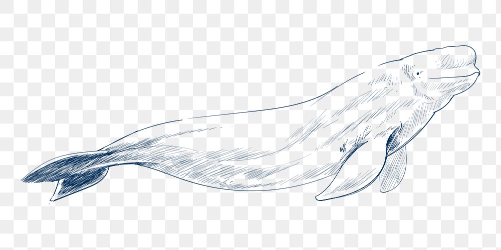  Png beluga whale design element, transparent background