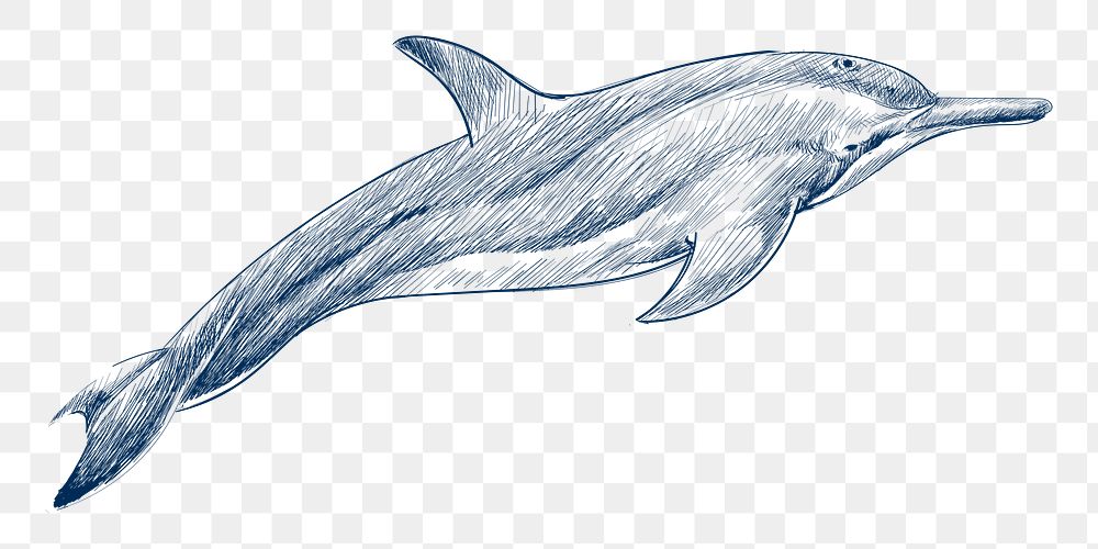  Png dwarf spinner dolphin design element, transparent background