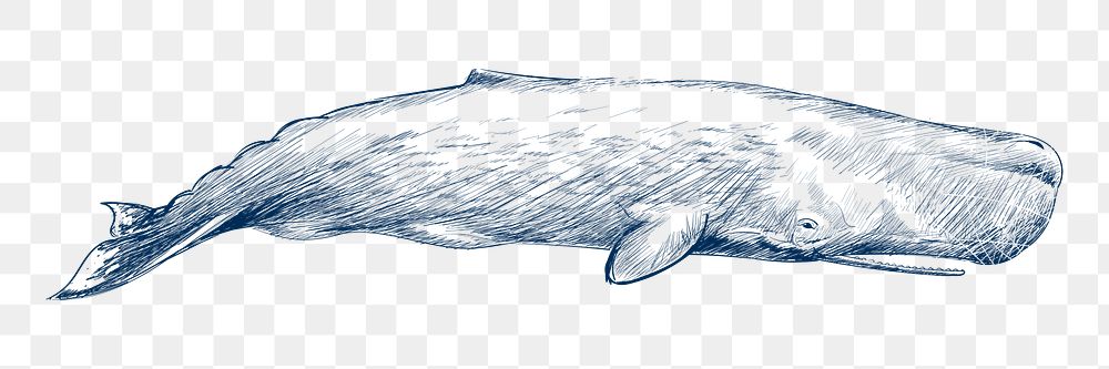  Png sperm whale design element, transparent background