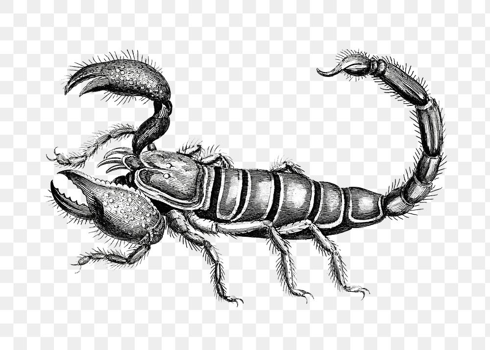 Scorpion png black & white sticker, transparent backgrounds