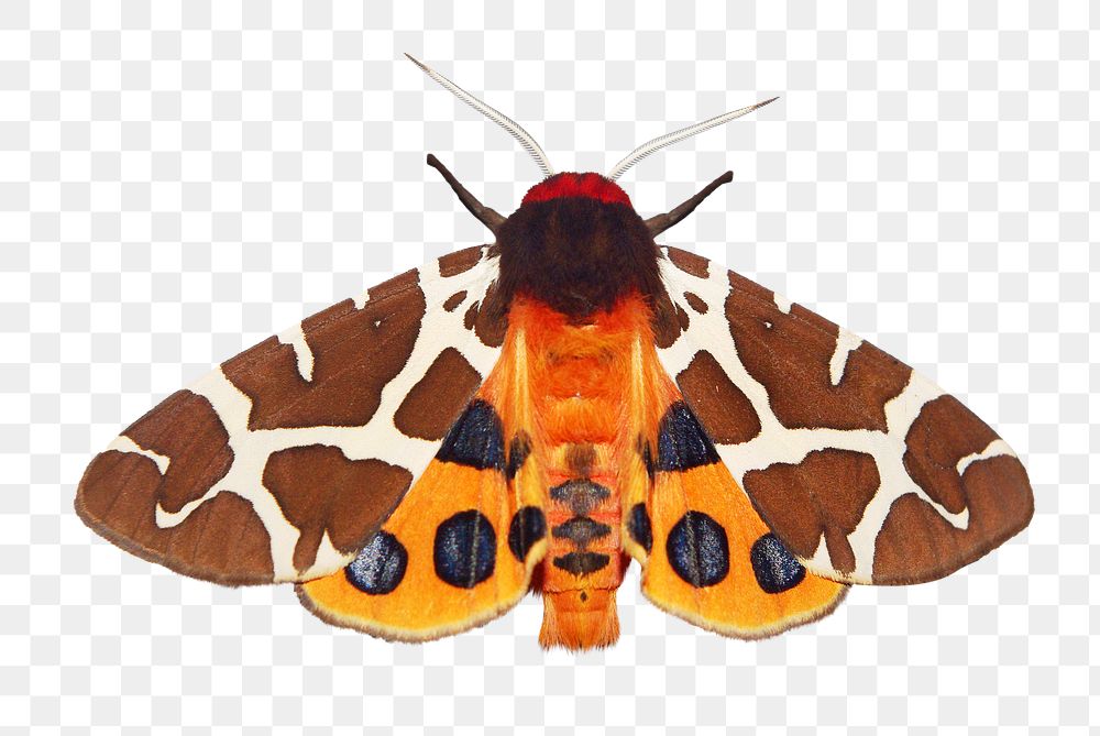 PNG Garden tiger moth , collage element, transparent background