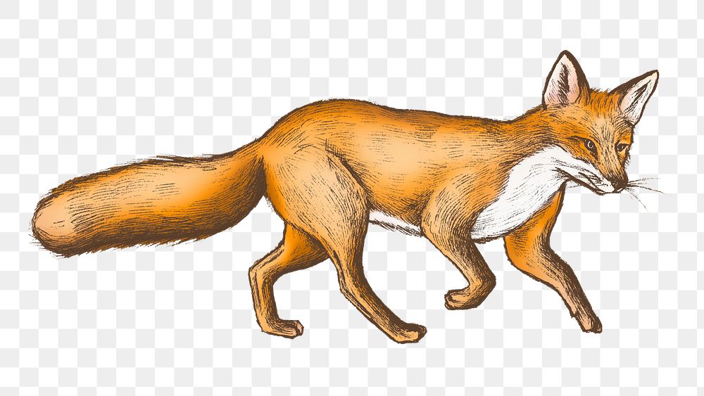 Fox png illustration, transparent background