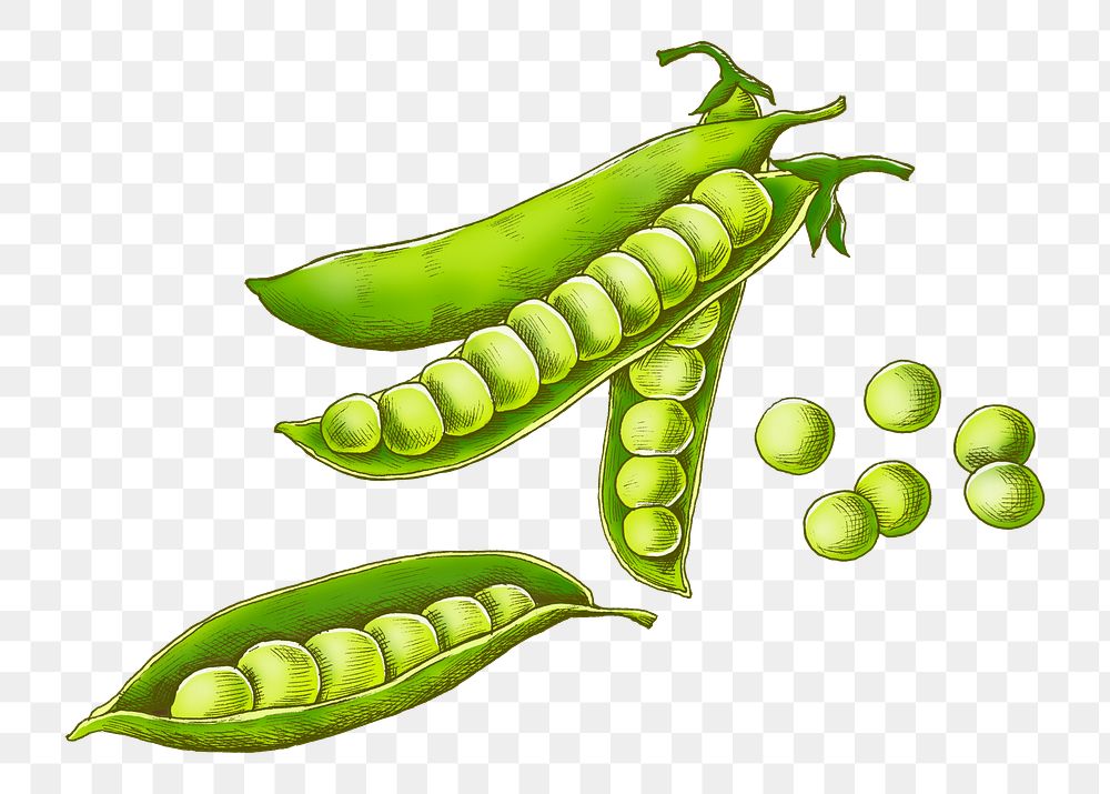 Green peas png illustration, transparent background