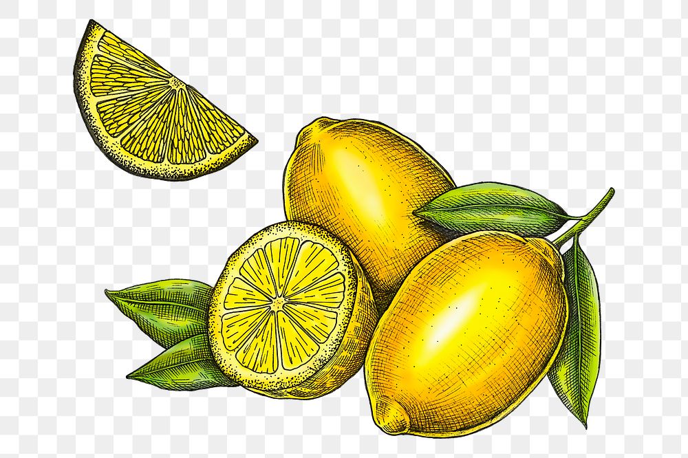 Lemon png illustration, transparent background