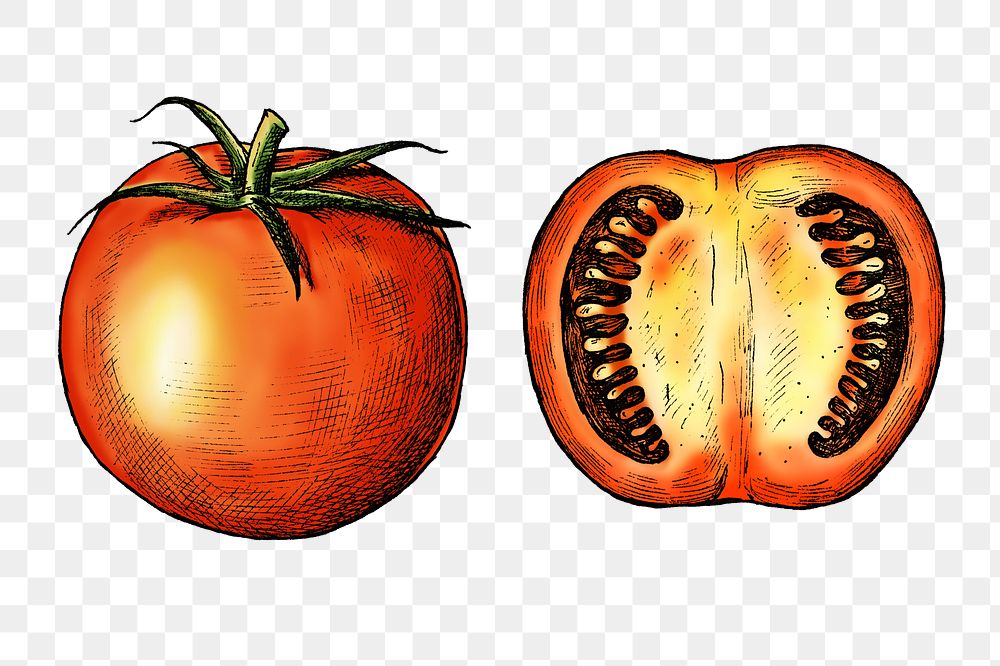 Tomato png illustration, transparent background