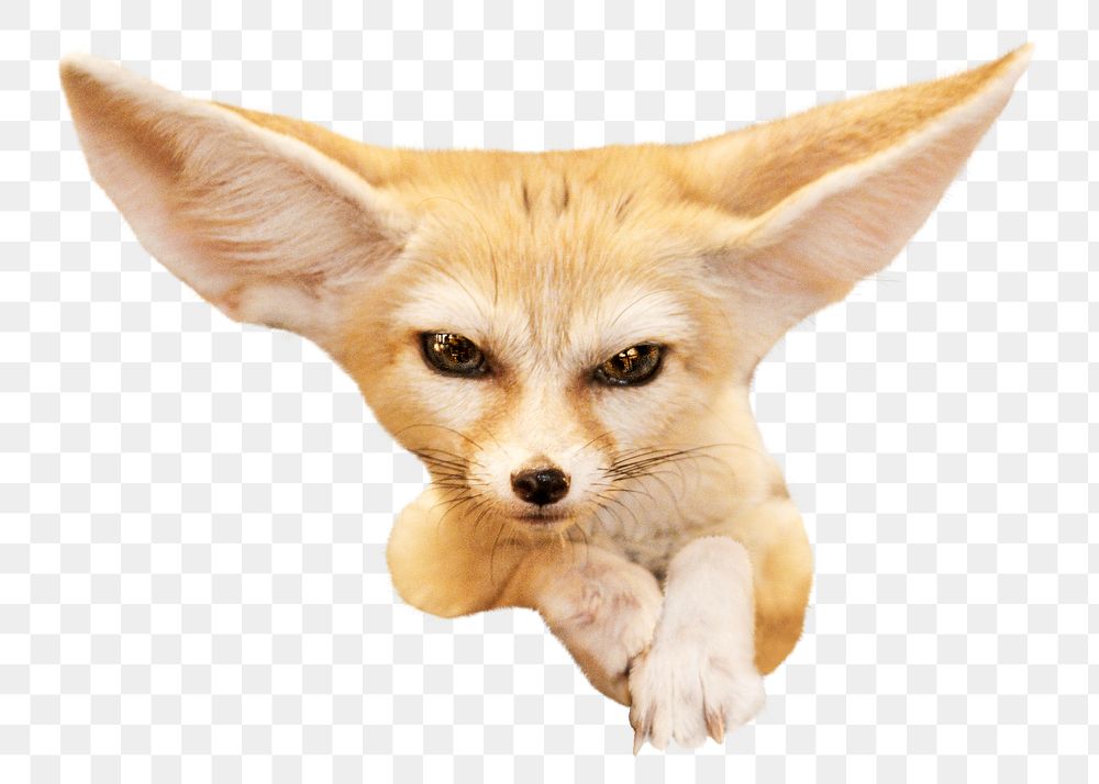 Fennec fox png animal, transparent background