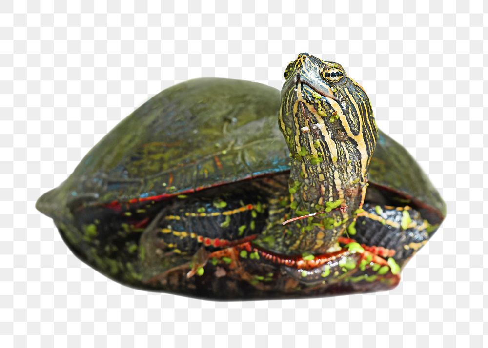 Turtle png collage element, transparent background