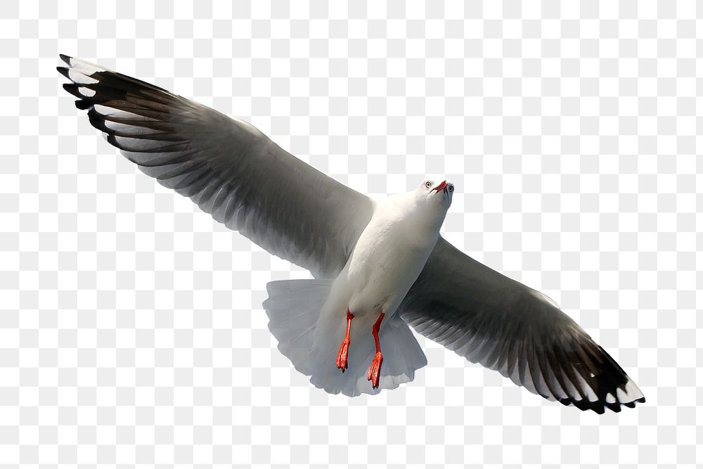 Silver gull png, transparent background