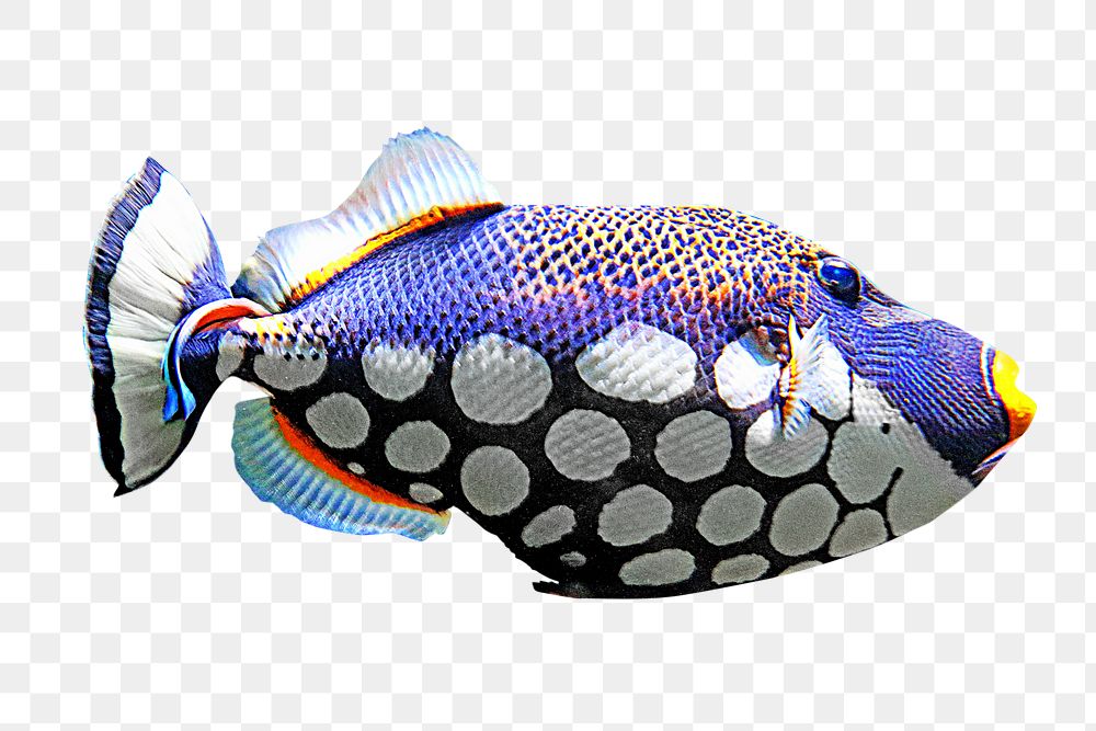 Triggerfish png colorful marine animal, transparent background