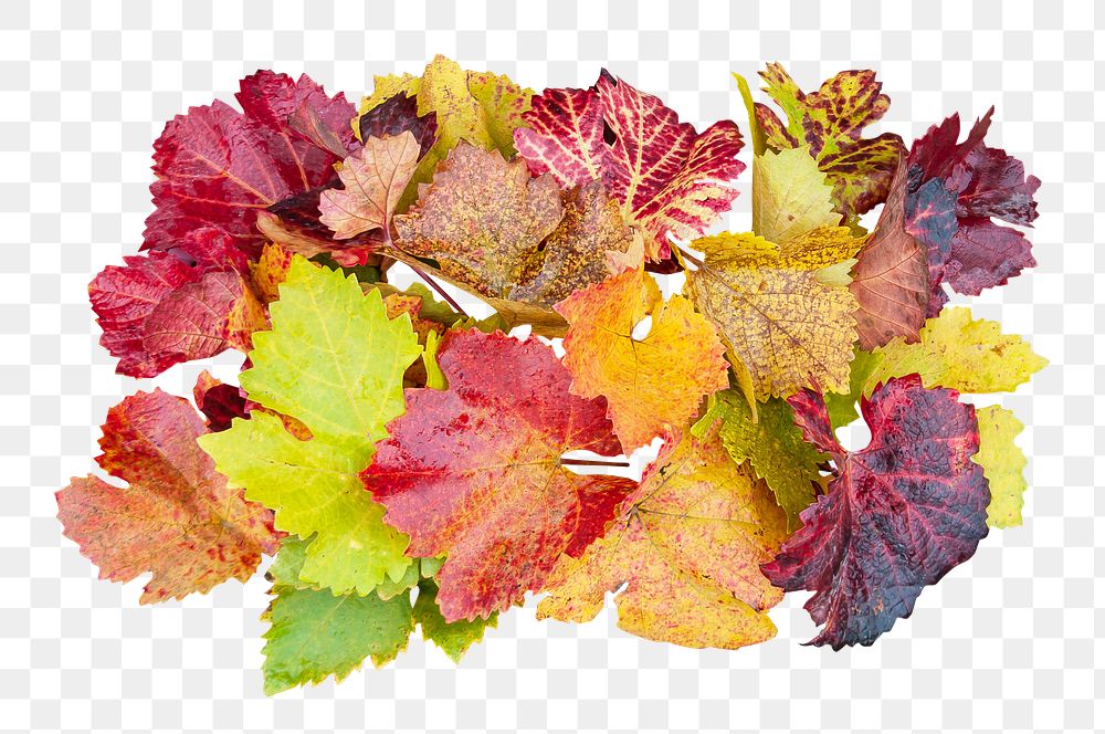 Nature plant leaves png, transparent background