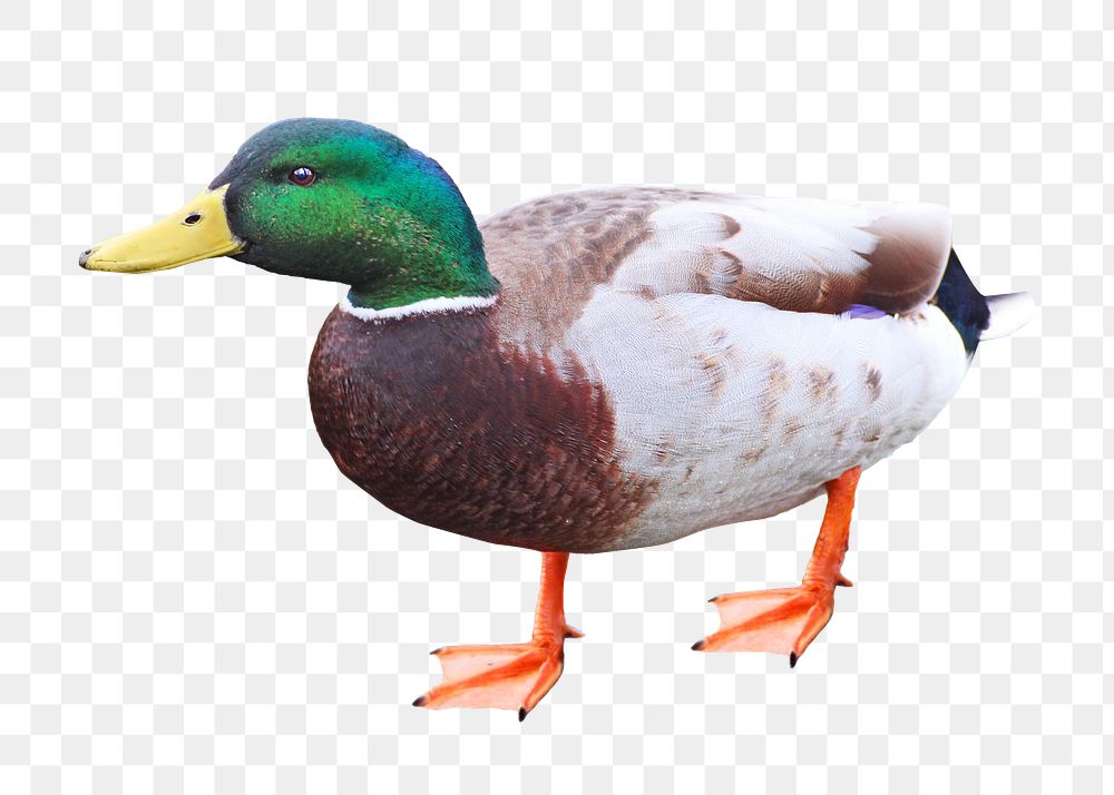 Duck png collage element, transparent background