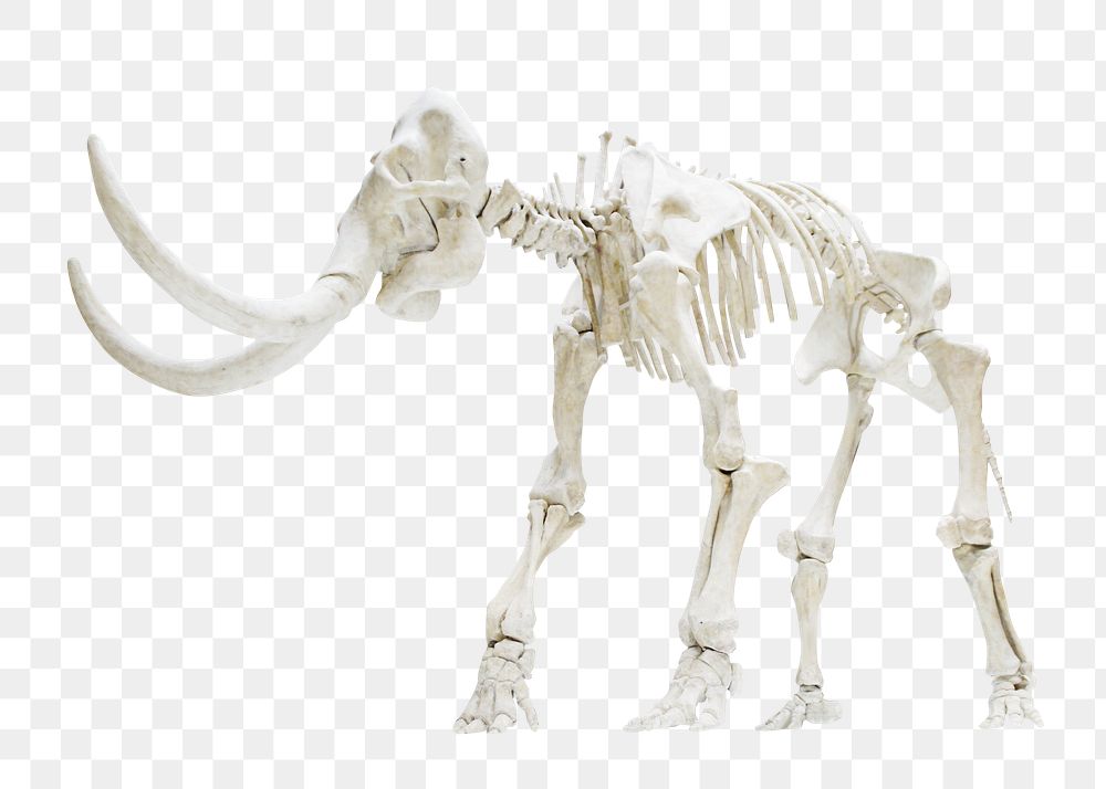 Mammoth skeleton png fossil museum, transparent background