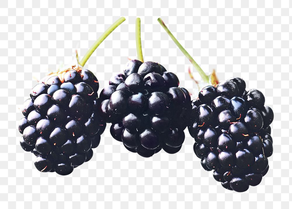 Png three blackberries element, transparent background